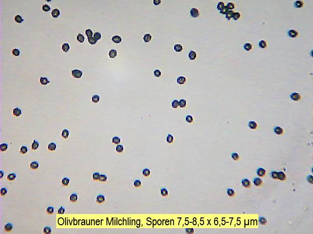 Sporen Olivbrauner Milchling